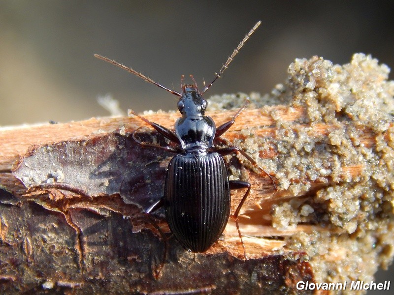 Limodromus assimilis, Carabidae